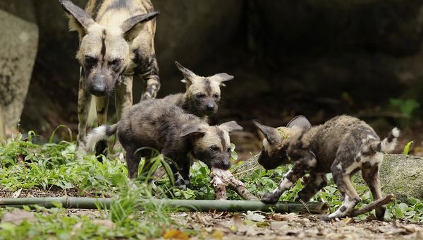 Each of these puppies sport a unique pattern on their bodies. Each of these puppies sport a unique pattern on their bodies.