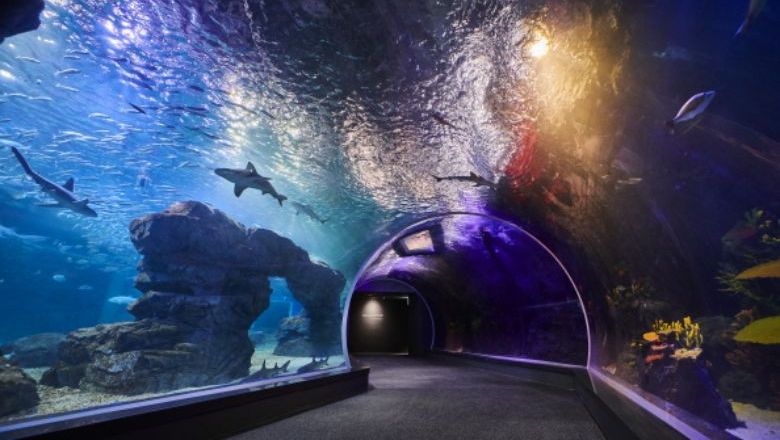 Visitors can explore Aqua Planet Gwanggyo aquarium's various experience zones including Jellyfish World and Penguin Village, and enjoy special performances throughout the year.