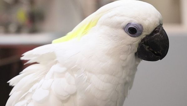 The stork delivered a trio of straw-headed bulbuls along with another trio of blue-eyed cockatoos. The stork delivered a trio of straw-headed bulbuls along with another trio of blue-eyed cockatoos.