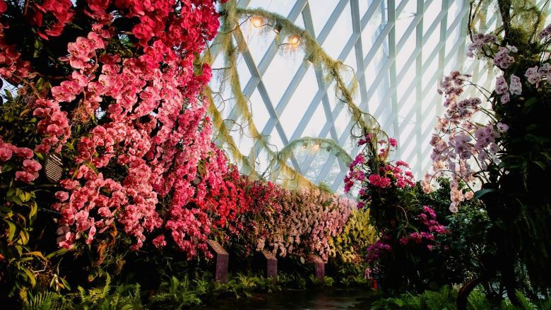 The 280sqm Orchid Haven will have more than 1,000 orchids on display at any one time.