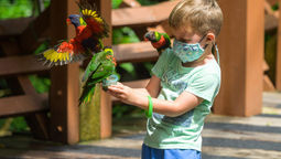 A boy feeds lories at the Lory Loft in Jurong Bird Park.