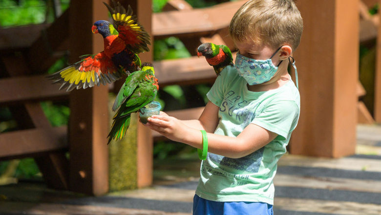 A boy feeds lories at the Lory Loft in Jurong Bird Park.