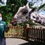 Singapore’s wildlife parks renew vows with rebranding