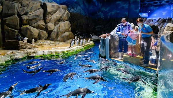 Education and conservation will also be at the forefront of the revamped Ocean Park, as it seeks to work closely with schools, government and NGOs.