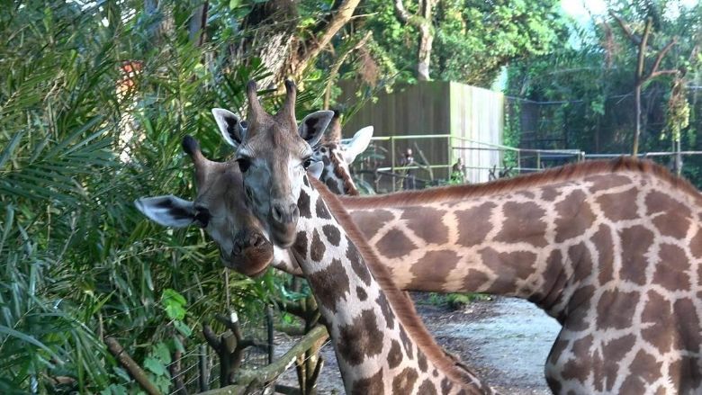 Balaji and Adhil debuted on 30 September, and will slowly be conditioned for thrice daily feeding sessions.