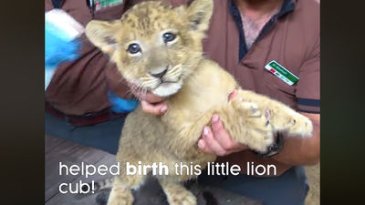 According to a video on Wildlife Reserves Singapore's Facebook page, Simba's father, Mufasa had not "sired any offspring in his lifetime...[since] his aggressive nature prevented any successful pairing with a female".