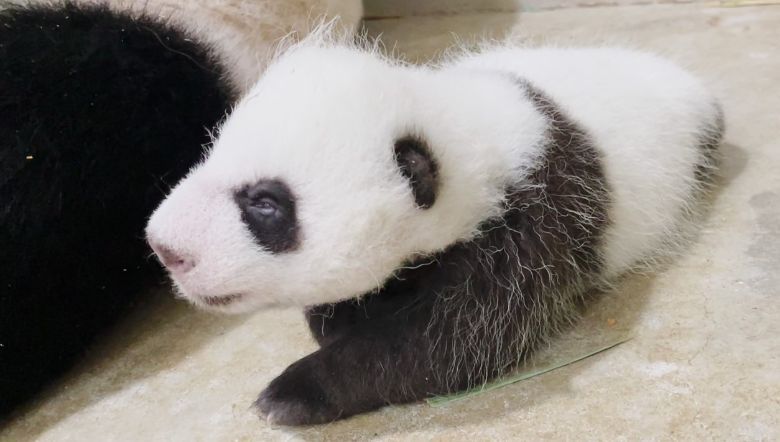 Singapore's giant panda Jia Jia and her newborn remain in an off-exhibit den while father Kai Kai continues to welcome visitors in the Giant Panda Forest.