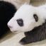 Say hi to Singapore Zoo's black and white ambassador