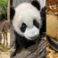 Go gaga over Singapore's cutest wild baby animals born in 2021
