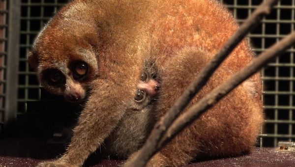 The baby slow loris was born on Christmas Day 2021. The baby slow loris was born on Christmas Day 2021.
