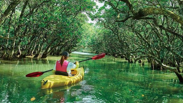 A Mangrove in Amami-Oshima Island. A Mangrove in Amami-Oshima Island.
