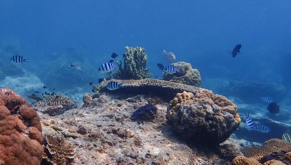 Lang Tengah Island, Malaysia, is a tranquil paradise featuring powdery white sands, crystal-clear waters, vibrant coral reefs, and a peaceful atmosphere ideal for relaxation and exploration.