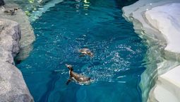 Penguins taking their first swim in their new enclosure.