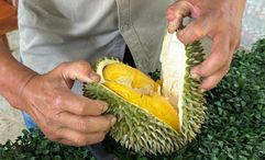 Arrive early in the day to get the best durian selections.