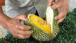 Arrive early in the day to get the best durian selections.