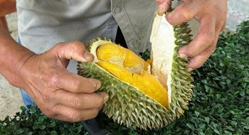 Arrive early in the day to get the best durian selections.