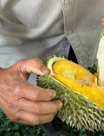 Arrive early in the day to get the best durian selections.