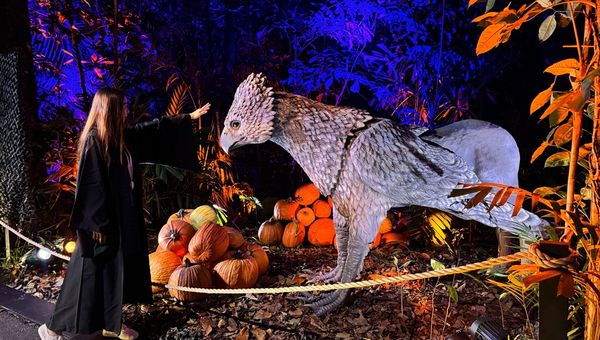 Visitors can bow to the hippogriff, and it will gracefully return the gesture. Visitors can bow to the hippogriff, and it will gracefully return the gesture.