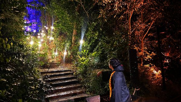 Casting 'Nox' extinguishes the soft glow of fireflies in the forest. Casting 'Nox' extinguishes the soft glow of fireflies in the forest.