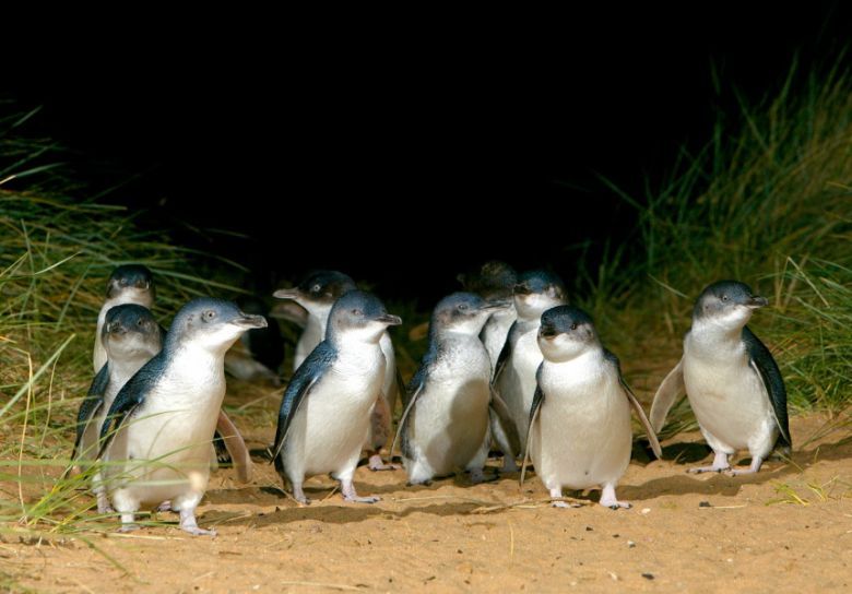 Penguins waddle ashore at Phillip Island. Image courtesy of Phillip Island Nature Parks.