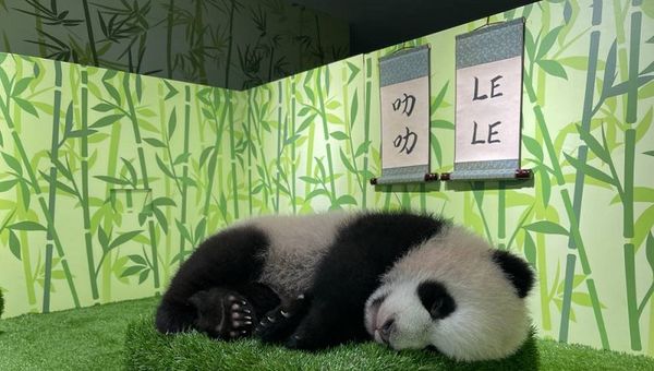 During Le Le’s viewing window, visitors can cheer the cub on as he learns to walk, plays with toys or takes a snooze. During Le Le’s viewing window, visitors can cheer the cub on as he learns to walk, plays with toys or takes a snooze.