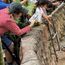 Baby hippo fever draws thousands to Thai zoo