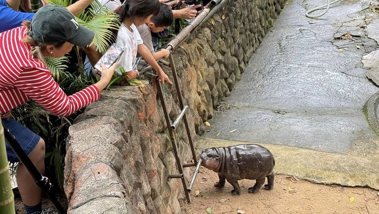 Although Khao Kheow Open Zoo has enjoyed tremendous success due to the popularity of its baby pygmy hippo, certain safety measures have had to be implemented.