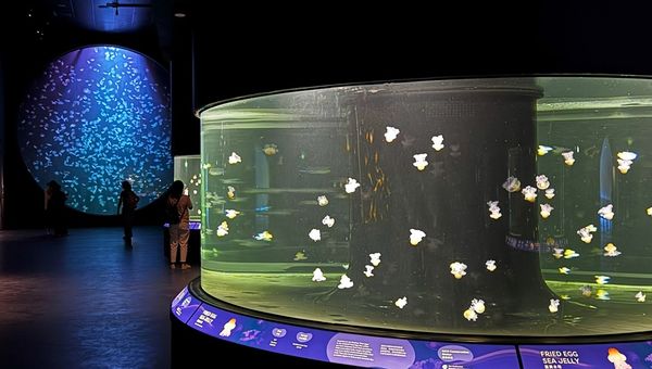 Ocean Wonders features one of the world’s largest kreisel tanks, housing thousands of moon jellies that pulse under immersive lighting and 360-degree viewing angles. Ocean Wonders features one of the world’s largest kreisel tanks, housing thousands of moon jellies that pulse under immersive lighting and 360-degree viewing angles.