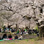 Japan's blossoms are blooming earlier than ever
