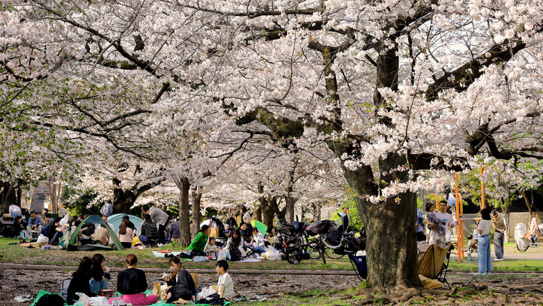 The popular sakura season already started on 16 March in the cities of Kofu, Gifu and Kochi.