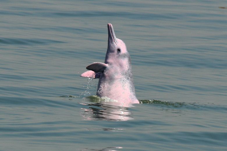 Hong Kong Dolphinwatch tours have reported increased sightings of the famous pink dolphins recently thanks to the decrease in pollution and marine traffic.