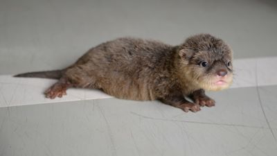 A baby otter and a rat alarmed passengers on flight from Bangkok.