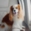 Air travel has gone to the dogs in the US