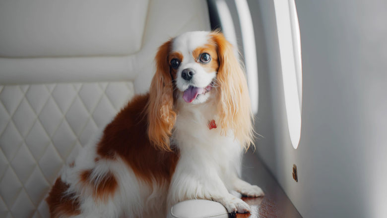 On the inaugural flight, the dogs were served chicken-flavoured puppuccinos, cupcakes and a shoe on a platter.