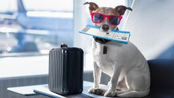 Some airlines allow pets in cabins, but concerns remain over allergies, behaviour, and travel regulations.
