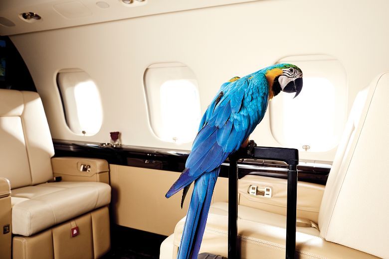 One-in-four passengers fly with their pets, ranging from dogs, cats, rabbits to birds.
