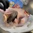 Fowl play suspected at US airports