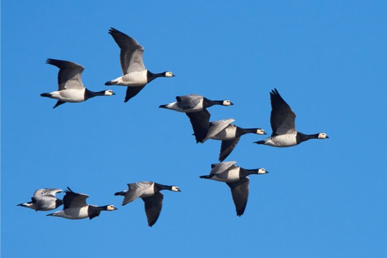 Will aircraft one day fly in formation like geese?