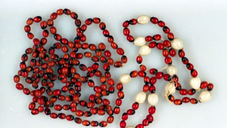 These seeds are popular for use in jewellery even though they are highly poisonous.