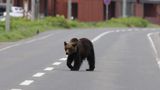 Bears are increasingly spotted at hot spring resorts, homes and supermarkets.