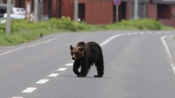 Bears are increasingly spotted at hot spring resorts, homes and supermarkets.