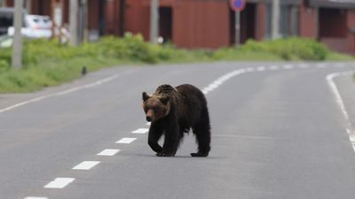 Bears are increasingly spotted at hot spring resorts, homes and supermarkets.