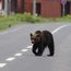 Bear sightings are rising in Japan. Should travellers be concerned?