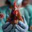 First Mpox, now bird flu is sweeping across the world