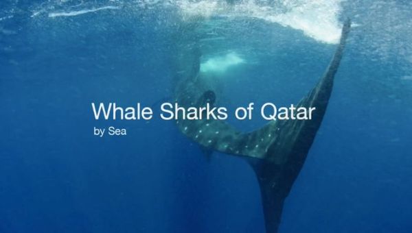 Fancy expedition cruise packages around Qatar’s coastline to see whale sharks, anyone? Fancy expedition cruise packages around Qatar’s coastline to see whale sharks, anyone?