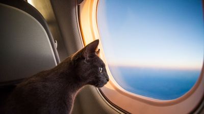 Feline stowaways made headline news after harrowing escapes in London and Sudan.