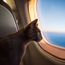 Cat-astrophes averted for plane and train riding felines
