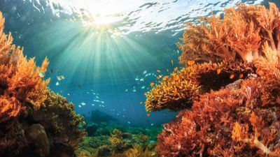Calls for stricter regulation after tour boats cause reef damage
