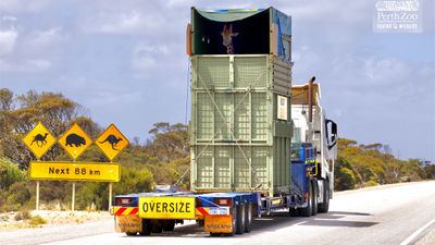 Close encounters of the tall kind on Australia's road.