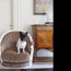 Paris Fashion Week: It’s all about the mutts and the models